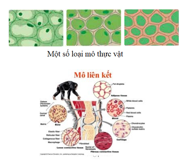 Kết quả quan sát mẫu mô lá cây (hoặc mô động vật): ………………… (ảnh 1)