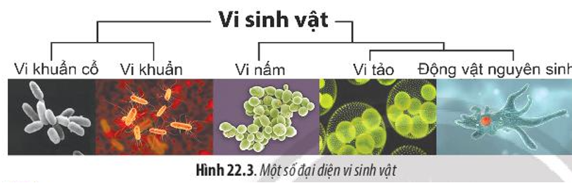 Halobacteria, trùng Amip, Escherichia coli, Chlorella là những vi sinh vật thuộc (ảnh 1)