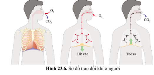 Từ hình 23.6 (SGK), con đường đi của khí qua các cơ quan của hệ hô hấp ở người: ……………………………………. (ảnh 1)