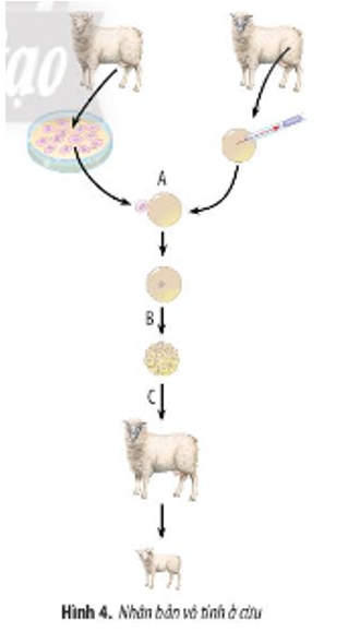 Hình 4 mô tả quá trình nhân bản vô tính ở cừu. Hãy cho biết tên gọi của các giai đoạn (A), (B), (C).   (ảnh 1)