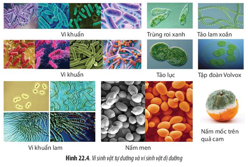 Hãy sắp xếp các loài vi sinh vật trong Hình 22.4 vào các kiểu dinh dưỡng cho phù hợp.  (ảnh 1)
