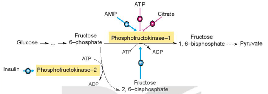 Dựa vào sơ đồ điều hòa, hãy nêu cơ chế hoạt hóa của enzyme phosphofructokinase – 1. (ảnh 1)