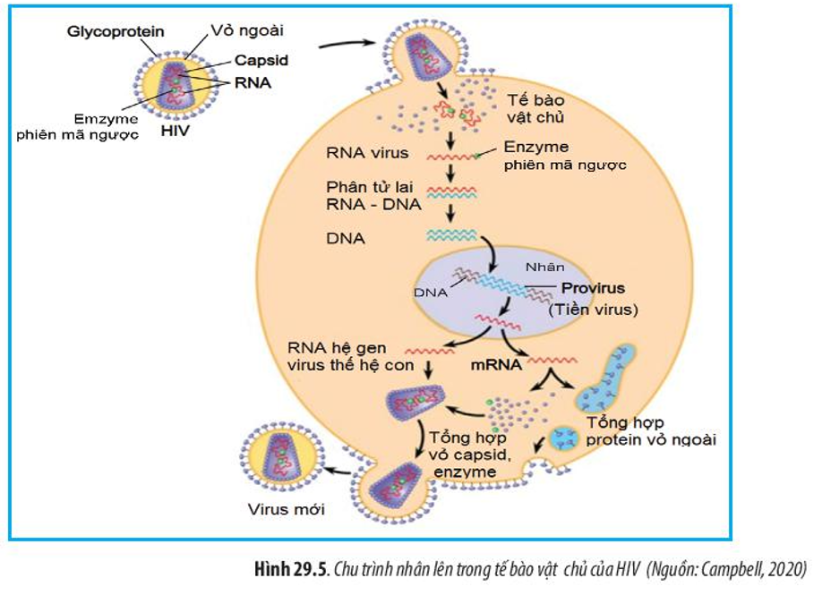 Quan sát Hình 29.5, hãy mô tả quá trình nhân lên của HIV trong tế bào vật chủ. (ảnh 1)