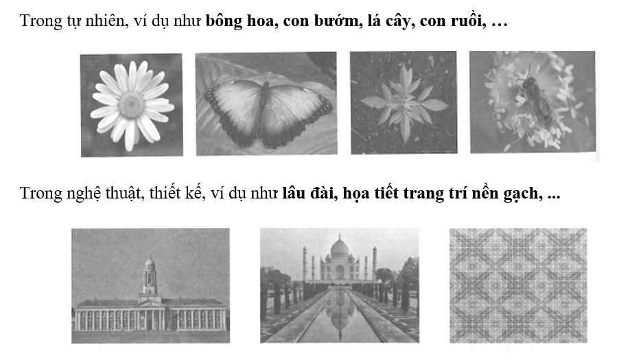 Tìm hiểu thêm về tính đối xứng trong tự nhiên (vật chất, cây cối, chim, thú); trong nghệ thuật (ảnh 3)