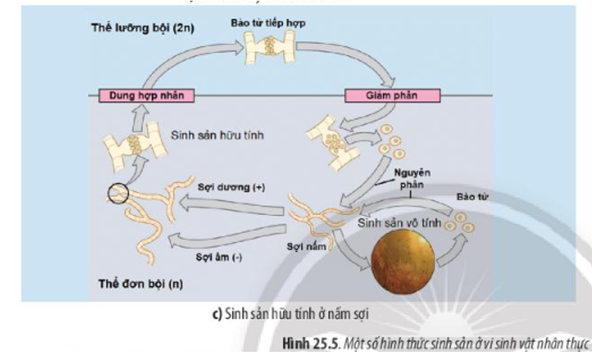 Quan sát Hình 25.5c, hãy cho biết trong vòng đời của nấm sợi tồn tại những hình thức sinh sản nào. (ảnh 1)