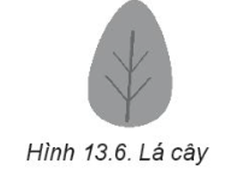 Thực hành: Vẽ hình lá như Hình 13.6. (ảnh 1)