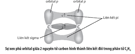 Trình bày sự tạo thành liên kết hóa học trong các phân tử sau dựa vào sự  lai hóa của các nguyên tử trung tâm C2H2
