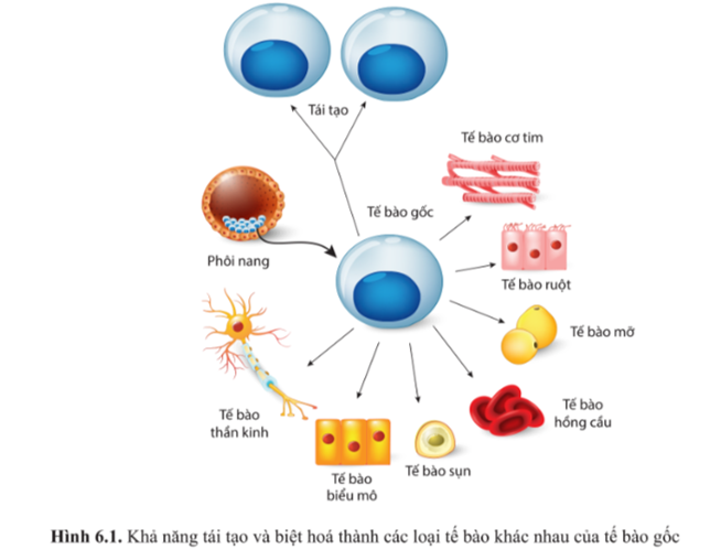 Quan sát hình 6.1 và cho biết: a) Tế bào gốc có những đặc điểm nào? (ảnh 1)