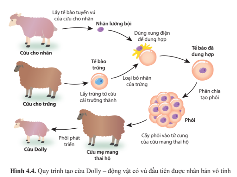 Quan sát hình 4.4 và cho biết cừu Dolly được nhân bản vô tính bằng cách nào.  (ảnh 1)