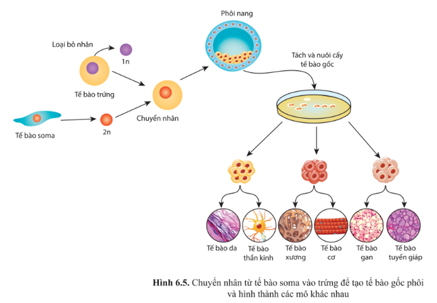 Quan sát hình 6.5 và mô tả phương pháp tạo tế bào gốc phôi in vitro. Phương pháp (ảnh 1)