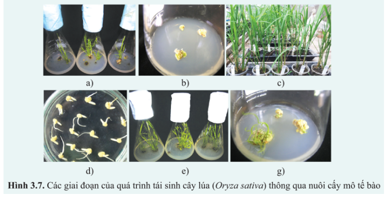 Quan sát các hình 3.7 (a – g) về quá trình tái sinh cây lúa (Oryza sativa) từ nuôi cấy  (ảnh 1)