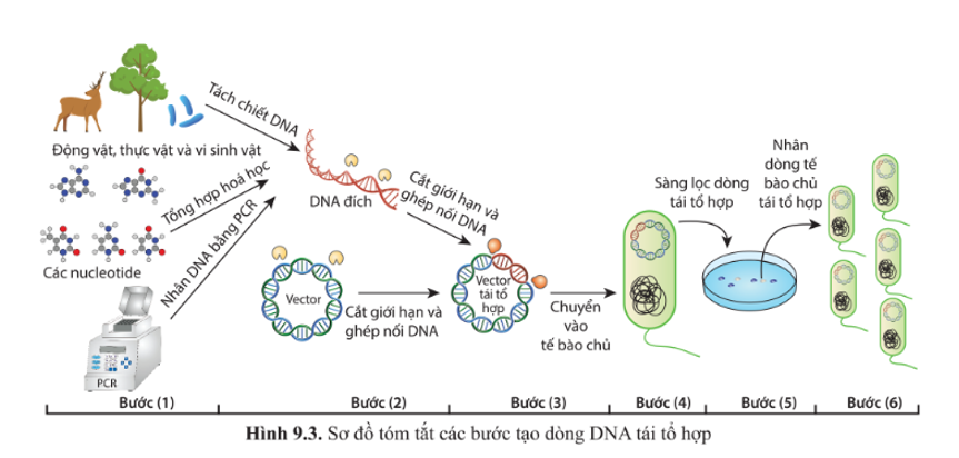 Quan sát hình 9.3 và cho biết: a) Đoạn DNA hay gene đích được lấy từ những nguồn nào? (ảnh 1)