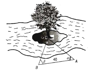 Để đo khoảng cách từ một điểm A bên bờ sông đến gốc cây C trên cù lao giữa sông (ảnh 1)