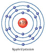 Cho mô hình nguyên tử potassium như sau Xác định vị trí (ô, chu kì, nhóm) của nguyên tố  (ảnh 1)