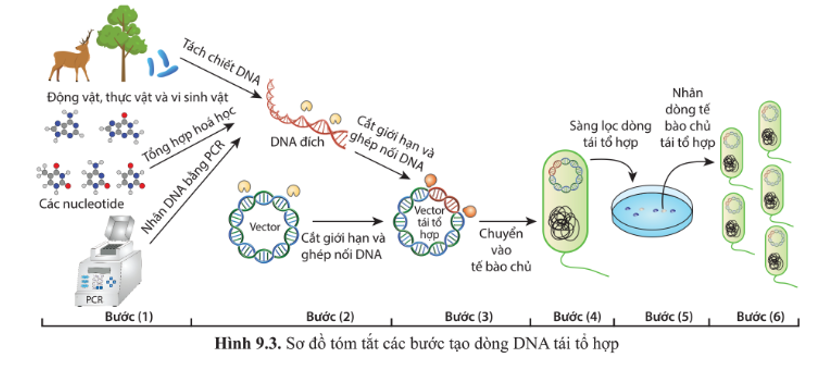 Trong quy trình tạo dòng DNA tái tổ hợp (hình 9.3, bài 9), enzyme được dùng trong (ảnh 1)