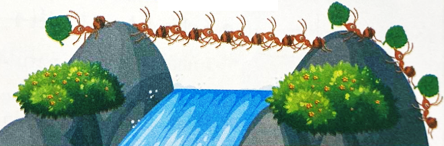 Để đàn kiến vượt qua dòng thác, 6 con kiến đã xếp thành cây cầu như bức tranh. Mỗi con kiến (ảnh 1)