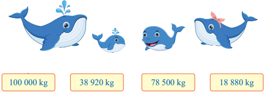 Tìm cân nặng của mỗi thành viên trong gia đình cá voi 100 000 kg 38 920 kg  (ảnh 1)