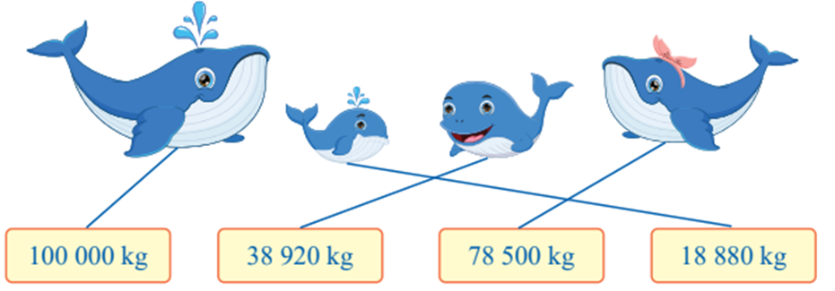 Tìm cân nặng của mỗi thành viên trong gia đình cá voi 100 000 kg 38 920 kg  (ảnh 2)