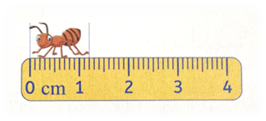 Chiều dài của con kiến (như bức tranh) là A. 1 cm B. 11 cm C. 12 mm D. 15 mm (ảnh 1)