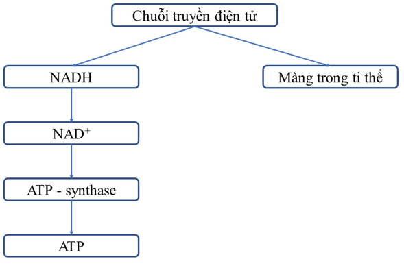 Hãy tự vẽ bản đồ khái niệm kết nối các khái niệm cho dưới đây: NADH, FADH2, ATP, màng trong ti thể, chuỗi truyền điện tử, ATP – synthase. (ảnh 1)