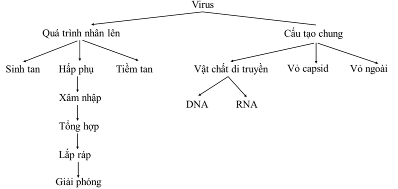 Vẽ bản đồ khái niệm với các khái niệm sau đây: Virus, Vật chất di truyền, DNA, RNA, Vỏ capsid, Vỏ ngoài, Quá trình nhân lên, Hấp phụ, Xâm nhập, Tổng hợp, Lắp ráp, Giải phóng, Sinh tan, Tiềm tan. (ảnh 1)