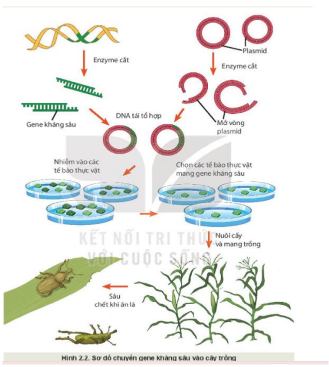 Quan sát Hình 2.2 và mô tả các bước trong quy trình chuyển gene kháng sâu vào cây trồng.   (ảnh 1)