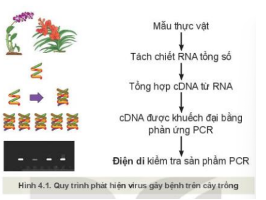 Quan sát Hình 4.1, mô tả quy trình phát hiện sớm virut gây bệnh cho cây trồng   (ảnh 1)