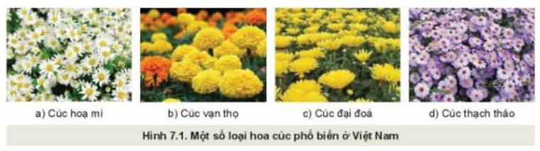 Quan sát hình 7.1 và mô tả đặc điểm của một số loại hoa cúc đang được trồng phổ biến ở địa phương em.   (ảnh 1)