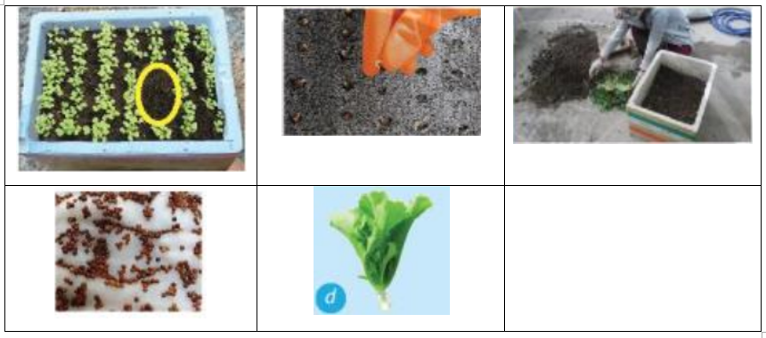 Hãy lựa chọn tên các bước của quy trình trồng cây để điền vào chỗ trống dưới mỗi (ảnh 1)