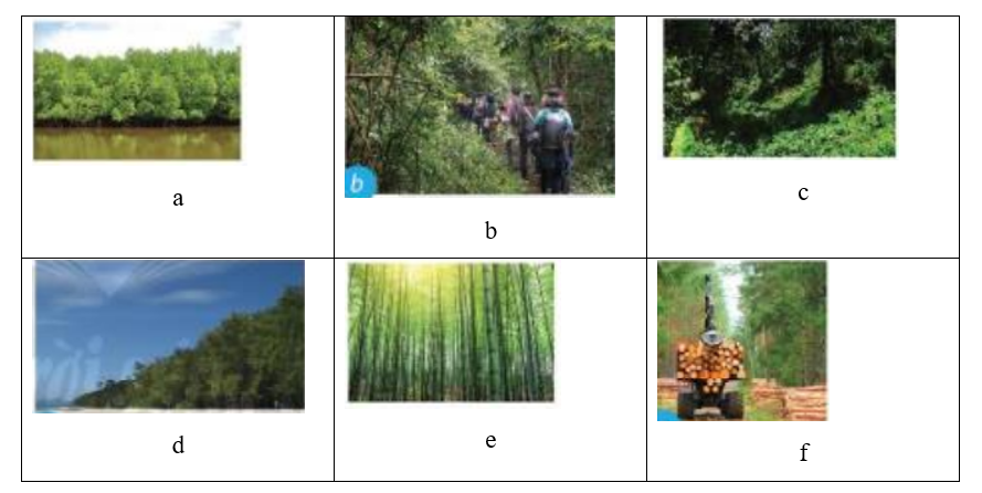 Nối tên các loại rừng ở cột A với cách phân loại rừng ở cột B sao cho phù hợp (ảnh 1)