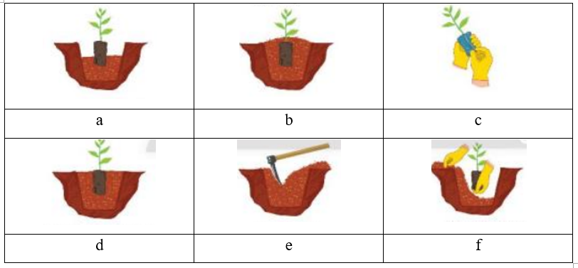 Nối các công việc trồng rừng bằng cây con có bầu đất ở cột A với thứ tự các bước ở cột B sao cho phù hợp. (ảnh 1)