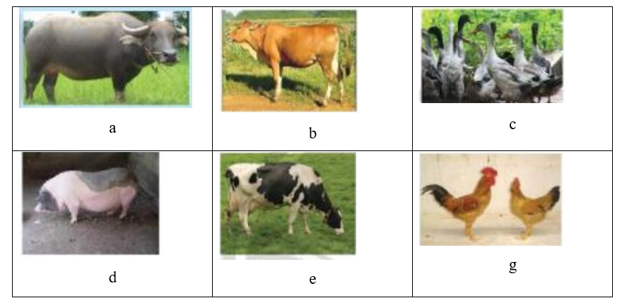 Em hãy quan sát các hình sau và chọn đáp án đúng theo thứ tự tương ứng với  (ảnh 1)