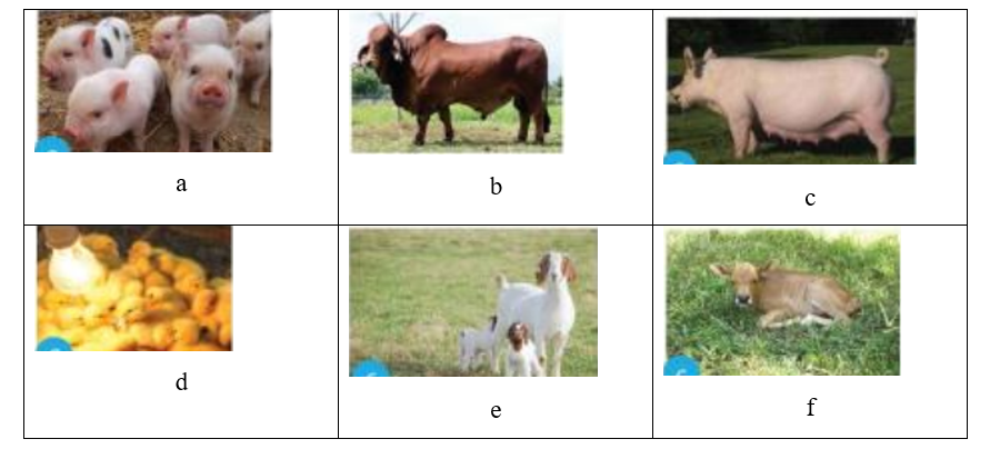 Nối các hình vật nuôi ở cột A với mô tả về cách chăm sóc ở cột B sao (ảnh 1)
