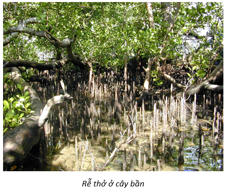 Ở một số vùng ngập mặn, những cây như đước, phi lao, bần thích nghi với quá trình hấp thụ nước (ảnh 1)