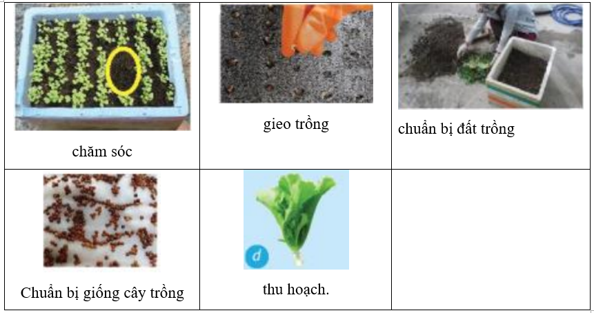 Hãy lựa chọn tên các bước của quy trình trồng cây để điền vào chỗ trống dưới mỗi (ảnh 2)