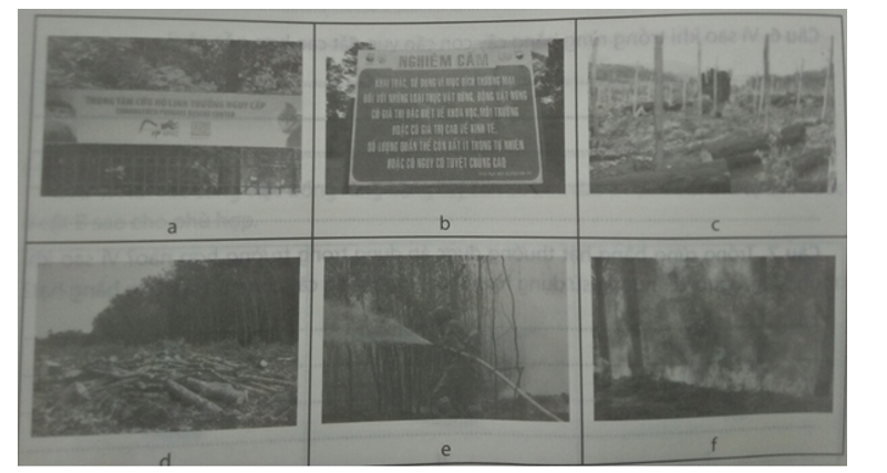 Nối các hình về bảo vệ và tàn phá rừng ở cột A với nội dung ở cột B sao cho phù hợp. (ảnh 1)