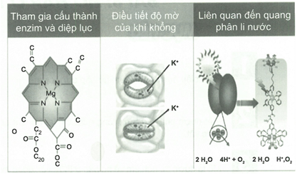 Từ hình ảnh trên, hãy cho biết có chất khoáng nào ảnh hưởng đến quá trình quang hợp (ảnh 1)
