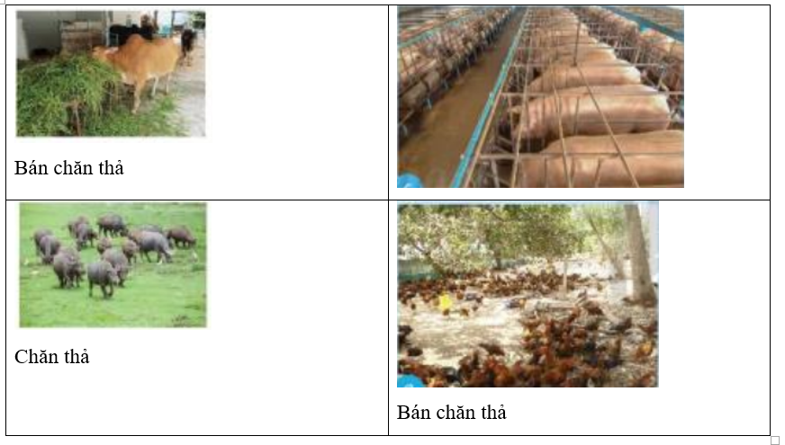 Quan sát và điền thông tin về phương thức chăn nuôi (chăn thả, nuôi nhốt, bán chăn thả) (ảnh 2)