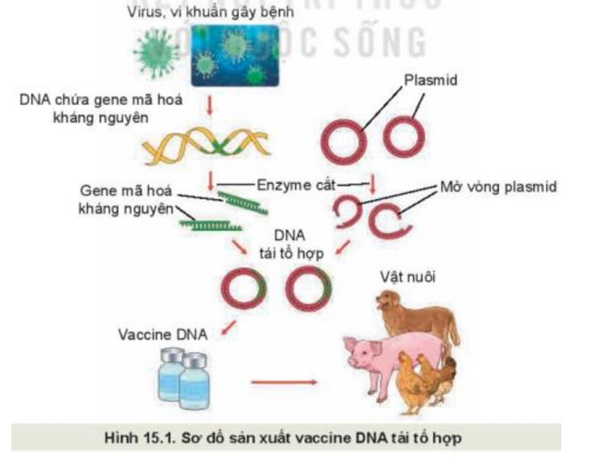 Quan sát sơ đồ Hình 15.1, mô tả các bước trong quy trình sản xuất vaccine DNA tái tổ hợp. (ảnh 1)