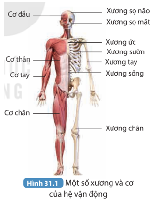 Quan sát Hình 31.1, phân loại các xương vào ba phần của bộ xương.   (ảnh 1)