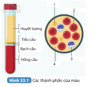 Xác định tên và chức năng các thành phần của máu được đánh số trong Hình 33.1.   (ảnh 1)