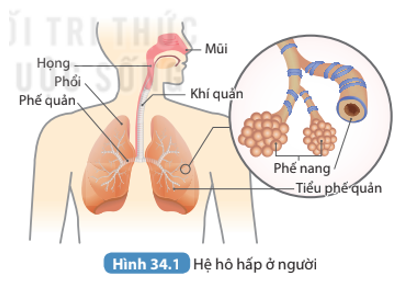 Đọc thông tin kết hợp quan sát Hình 34.1, nêu tên các cơ quan của hệ hô hấp, đặc điểm và chức năng của mỗi cơ quan.    (ảnh 1)