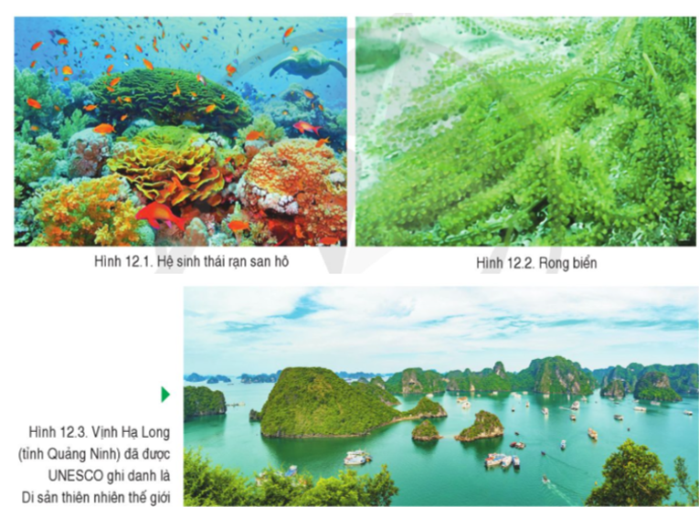 Đọc thông tin và quan sát các hình từ 12.1 đến 12.3, hãy trình bày về các tài nguyên biển đảo và thềm lục địa Việt Nam. (ảnh 1)