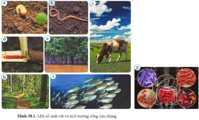Quan sát hình 38.1 và cho biết: a) Nơi sống của các sinh vật có trong hình. Từ đó, rút ra các loại môi trường sống của sinh vật.  (ảnh 1)