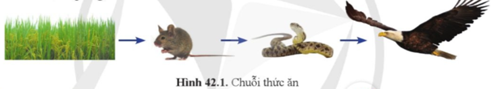 Quan sát chuỗi thức ăn ở hình 42.1 và cho biết nếu rắn bị tiêu diệt quá mức sẽ dẫn tới hậu quả gì.  (ảnh 1)