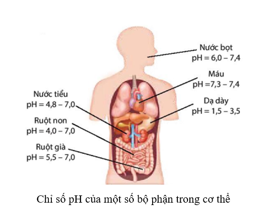 Em hãy tìm hiểu giá trị và ý nghĩa của chỉ số pH ở một số bộ phận trong cơ thể con người. (ảnh 1)