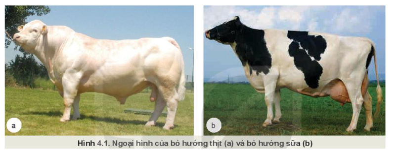 Quan sát Hình 4.1 và chỉ ra những đặc điểm đặc trưng về ngoại hình khi chọn giống bò hướng thịt và bò hướng sữa. (ảnh 1)