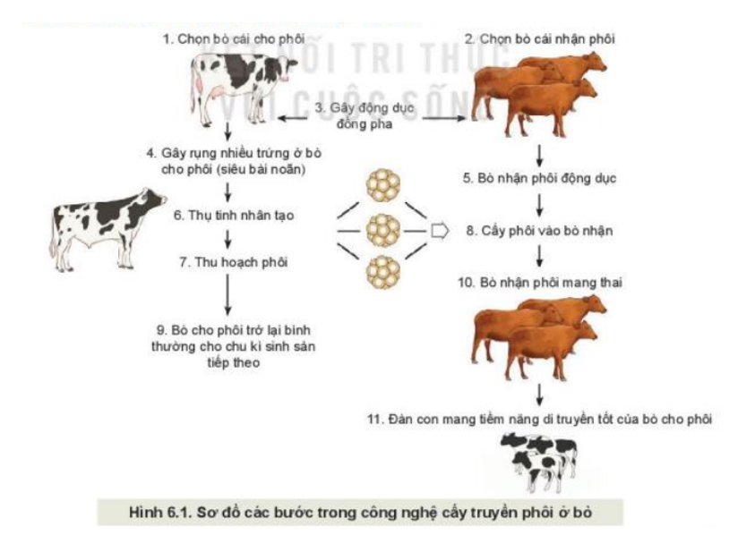 Quan sát Hình 6.1, mô tả các bước trong công nghệ cấy truyền phôi ở bò. (ảnh 1)