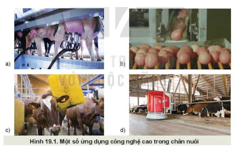Quan sát Hình 19.1 và nêu những công nghệ cao được ứng dụng trong chăn nuôi phù hợp với từng ảnh trong hình. (ảnh 1)