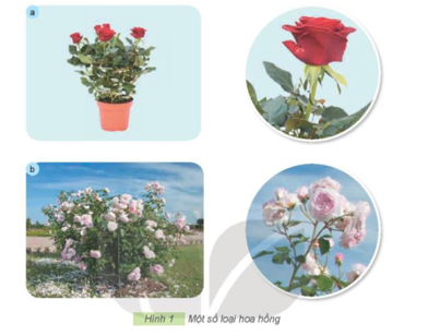 Em hãy quan sát và mô tả đặc điểm lá, hoa của các loại hoa hồng trong Hình 1 bằng cách sử dụng (ảnh 1)
